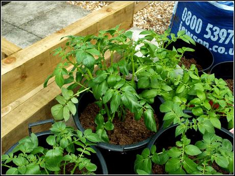 Final planting of potatoes Final planting of potatoes