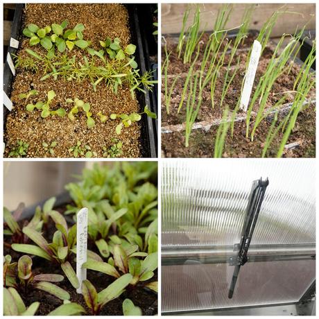 seedlings - 'growourown.blogspot.com'