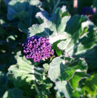 purple sprouting broccoli - 'growourown.blogpot.com'