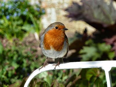 Robin - Birds at Heligan Robin - Birds at Heligan