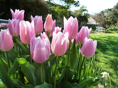 Containers of Tulips Containers of Tulips