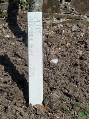 Plum Shropshire Prune Plum Shropshire Prune