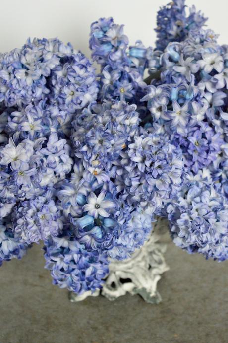 Sweet Scented Hyacinths on a Special Day! Sweet Scented Hyacinths on a Special Day!