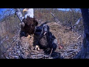 A shot of the eaglets in the bald eagle nest at Codorus State Park via the live feed provided by the PA Game Commission.