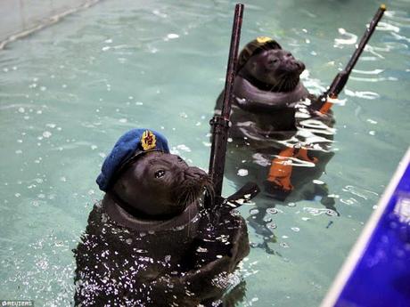 Russian grand Victory Parade ~ Pinnipeds (Seals) too join the show !!