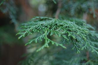 Chamaecyparis obtusa Leaf (04/04/2015, Kyoto Botanical Garden, Kyoto, Japan) Chamaecyparis obtusa Leaf (04/04/2015, Kyoto Botanical Garden, Kyoto, Japan)