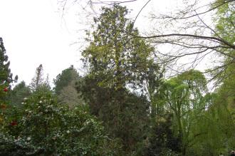 Chamaecyparis obtusa (04/04/2015, Kyoto Botanical Garden, Kyoto, Japan) Chamaecyparis obtusa (04/04/2015, Kyoto Botanical Garden, Kyoto, Japan)