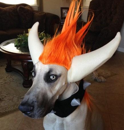 Top 10 Animals in Bowser Fancy Dress Costumes Top 10 Animals in Bowser Fancy Dress Costumes
