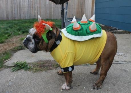 Top 10 Animals in Bowser Fancy Dress Costumes Top 10 Animals in Bowser Fancy Dress Costumes