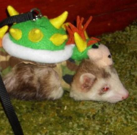 Top 10 Animals in Bowser Fancy Dress Costumes Top 10 Animals in Bowser Fancy Dress Costumes