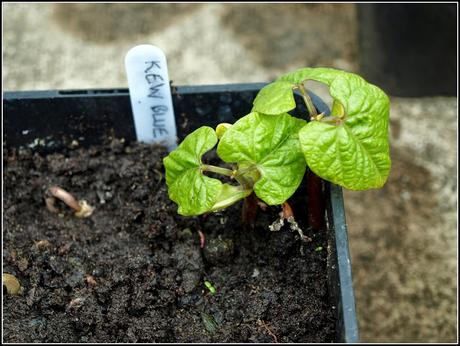 Planting-out Runner Beans Planting-out Runner Beans