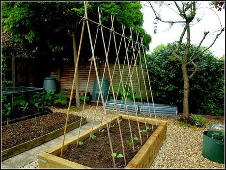 Planting-out Runner Beans Planting-out Runner Beans