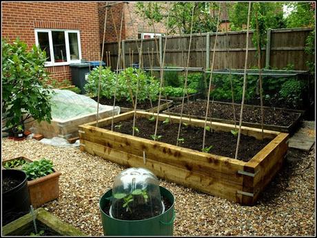Planting-out Runner Beans Planting-out Runner Beans