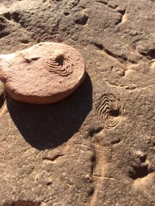 Dawn of life One of my favourite Ediacaran fossils, the aptly named Eoandromeda. © CJA Bradshaw