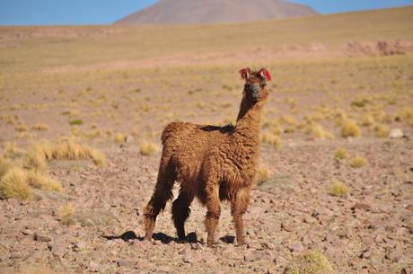 The llamas all have their ears tagged with different colors so when they wander, the humans know whose is whose.