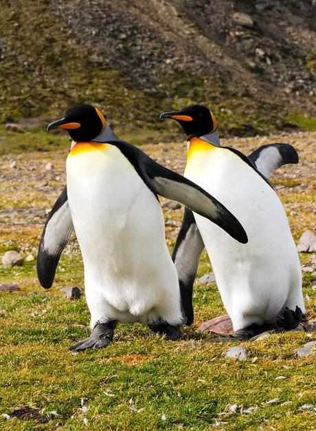 ANTARCTIC CRUISE, Part 2: Falklands to South Georgia, Guest Post by Owen Floody