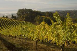 Red Thread™ | Penner-Ash Wine Cellars | Willamette Valley Red Thread™ | Penner-Ash Wine Cellars | Willamette Valley