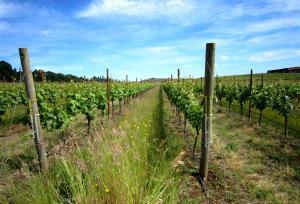 Red Thread™ | Penner-Ash Wine Cellars | Willamette Valley Red Thread™ | Penner-Ash Wine Cellars | Willamette Valley