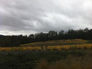 Penner-AshVyd Red Thread™ | Penner-Ash Wine Cellars | Willamette Valley