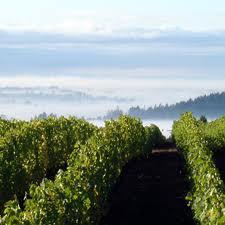 Red Thread™ | Penner-Ash Wine Cellars | Willamette Valley Red Thread™ | Penner-Ash Wine Cellars | Willamette Valley