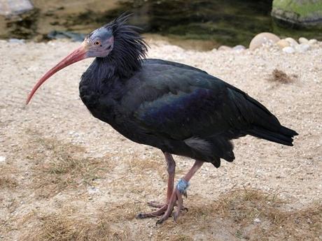 northern-bald-ibis