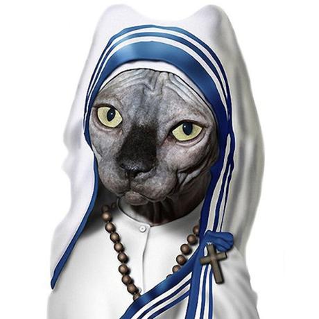 Cat Made To Look Like Mother TeresaCat Made To Look Like Mother Teresa