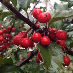 Tiny Drops – Our Home Without Winter Reminiscence
