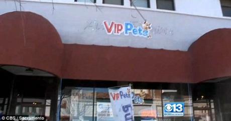 Every pet-owner’s nightmare: Cat brought in for grooming; dies; cremated without telling owner VIP Pets