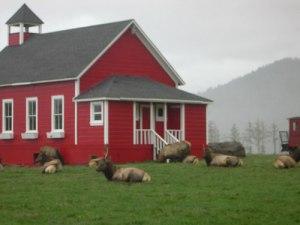 Norcal pet friendly orick