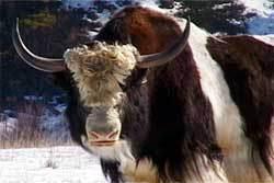 Norcal pet friendly yak