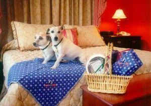 Norcal pet friendly NRIvip
