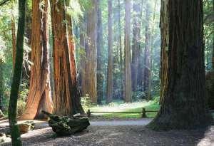 Norcal pet friendly Armstrong1