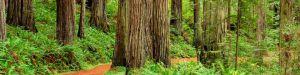 Norcal pet friendly 8D09E37E-1DD8-B71C-0E8C214A613FB9BC