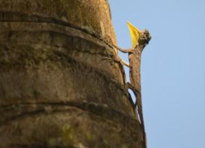 Rooms with Views: Hotels in Asia Draco Flying Lizard, Best Hotel Room Views in Asia, Bali