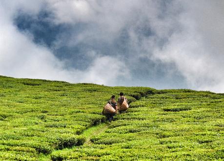Rooms with Views: Hotels in Asia Himalaya Tea Fields, Best Hotel Room Views in Asia, Bali