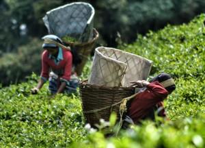 Rooms with Views: Hotels in Asia Temi Tea Gardens, Best Hotel Room Views in Asia, Bali