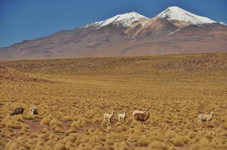 Llamas llamas everywhere!