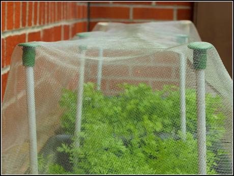 Carrot Root Fly precautions Carrot Root Fly precautions