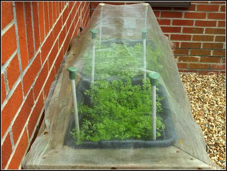 Carrot Root Fly precautions Carrot Root Fly precautions