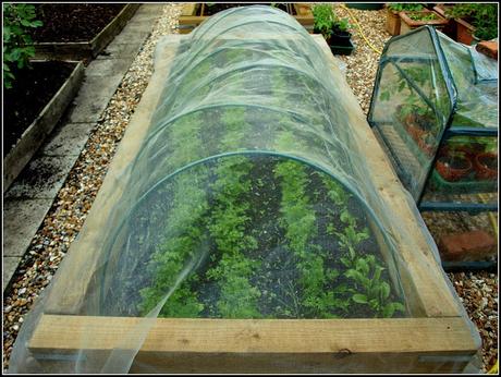 Carrot Root Fly precautions Carrot Root Fly precautions