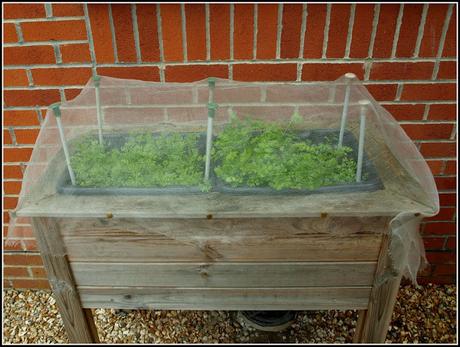 Carrot Root Fly precautions Carrot Root Fly precautions
