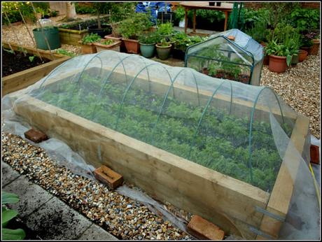 Carrot Root Fly precautions Carrot Root Fly precautions