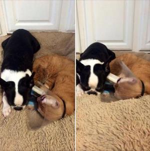 Cat Saved After Fire Comforts Other Animals On The Road To Recovery kitty4