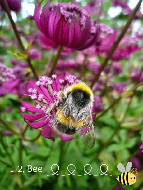 Bee Counting for Great British Bee Count Bee on Astrantia Flower
