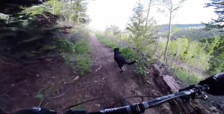 Video: Tucker The Dog vs Jeff The Bike Rider traildog2