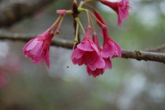Prunus campanulata Flower (04/04/2015, Kyoto Botanic Gardens, Kyoto, London)