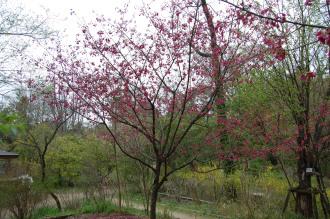 Prunus campanulata (04/04/2015, Kyoto Botanic Gardens, Kyoto, London)