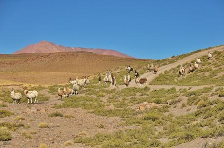 Llama llamas everywhere.