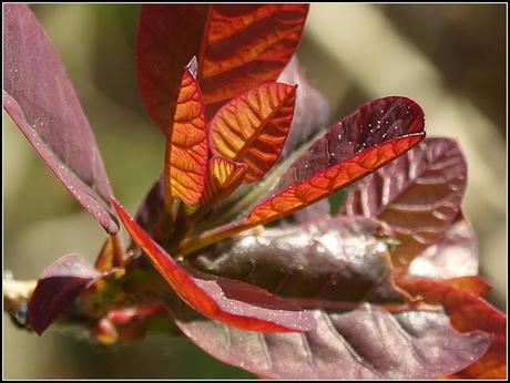 The Cotinus comes back
