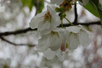 Prunus speciosa Flower (04/04/2015, Kyoto Botanic Gardens, Kyoto)